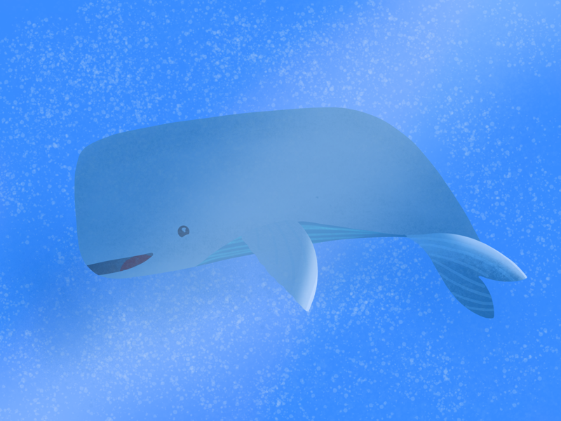 The Whale 🐳 illustrations vector illustration procreate under the sea water whale