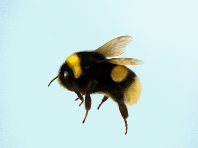 Busy little bee animals details graphic designer hand drawn illustration illustrator logo design nature procreate