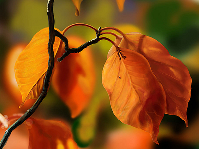 Leaves background colorful digital painting illustration leaves orange photoshop realistic sketch