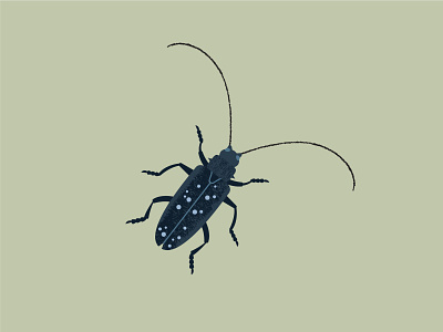 Beetle alberta animal beetle bug illustration nature vector