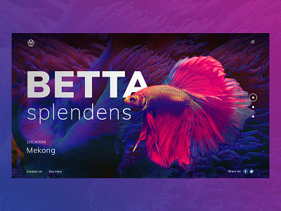 Betta splendens betta splendens coloful fish nature siamese fighting fish trendy design ui ux design vibrant web website