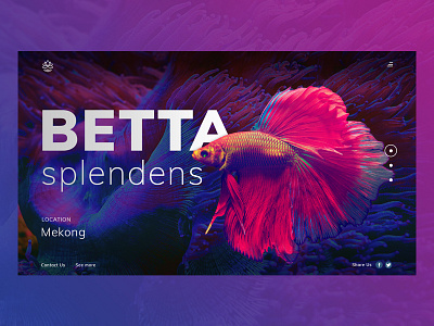 Betta splendens