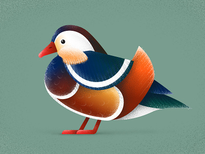 Duck animal bird cute duck illustration vector