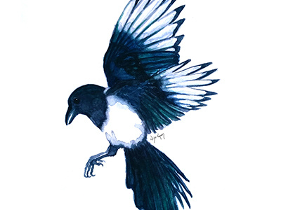 Magpie animals art artist artwork bird illustration illustrator paint painting traditional watercolor wildlife