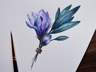 Magnolia & Sage botanical flowers illustration illustrator nature painting traditional art watercolor watercolour