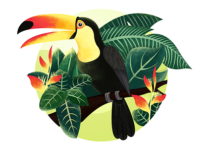 Toucan - Jungle - Illustration by Peter Qiu for RaDesign on Dribbble