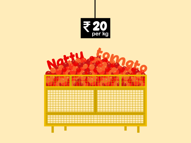 Naatu tomato naatutomato colour illustrator sketch flatillustration illustrations tomatoes tomato