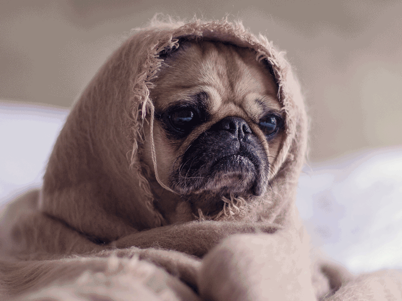 Sad Pug is sad. 