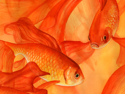 Goldrush fish gold goldfish orange yellow