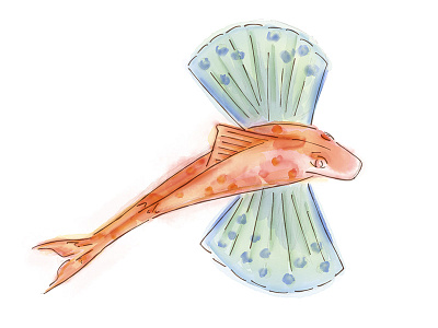 Red Gurnard gillustrations illustration pen and ink watercolor