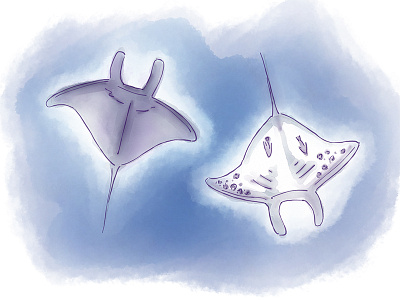 Manta Ray, Two Ways gillustrations illustration pen and ink watercolor