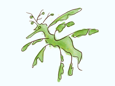 Leafy Sea Dragon