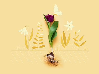 Tulipe animation butterfly design fleur flower illustration papillon tulipe