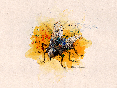 Diptera diptera drawing fly illustration photoshop sketch watercolor