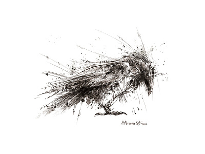 Corvus Corax bird drawing illustration raven sketch