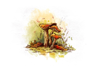 chanterelle mushroom drawing mushroom sketch sketchbook