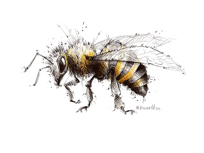 bee bee drawing illustration
