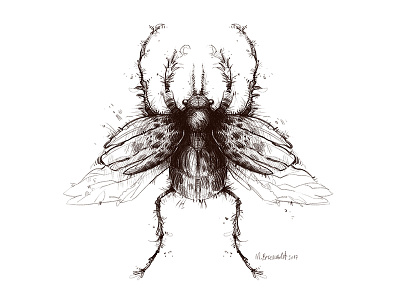 Insect beetle bug drawing illustration insect pencil