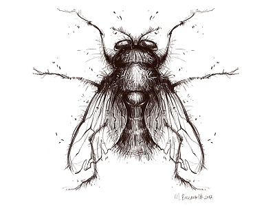 Diptera diptera drawing fly illustration insect pencil photoshop