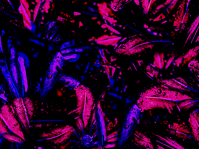 00002 abstract collage layers nature pattern plantlife plants psychedelic texture warp