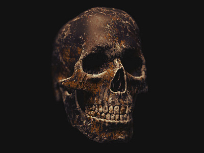 Weathered Skull skeleton skull weathered