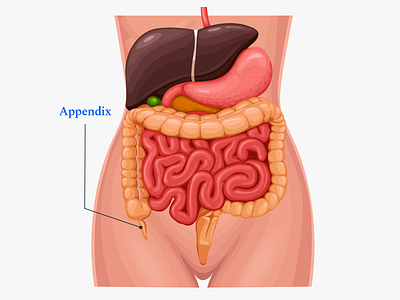 Buoy Health Appendix Article appendix body editorial health health app illustration liver medical organs stomach