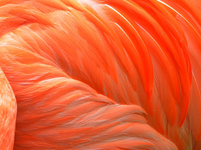 Flamingo animal exotic flamingo minimal orange summer sun tropical