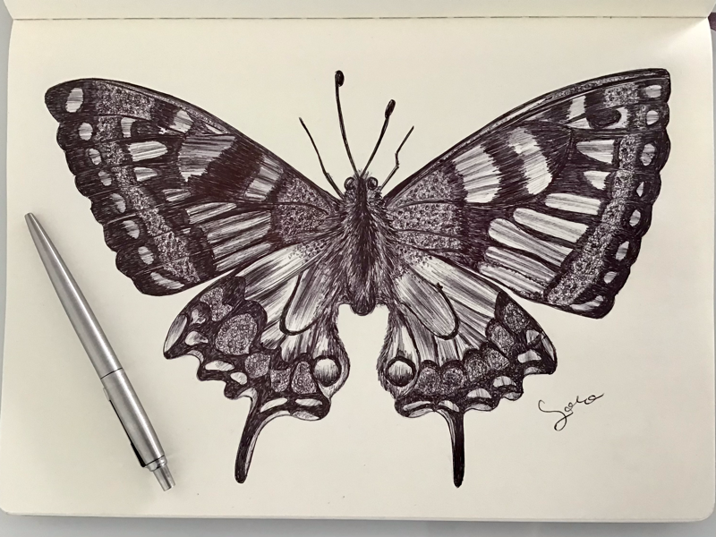 Ballpen Butterflies 🦋 by Ballpointpen Illustrator on Dribbble