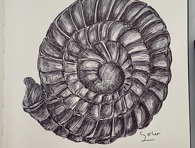 Ballpen Shell 🐚 ballpen blackandwhite design drawing handdrawing illustration shell sketch