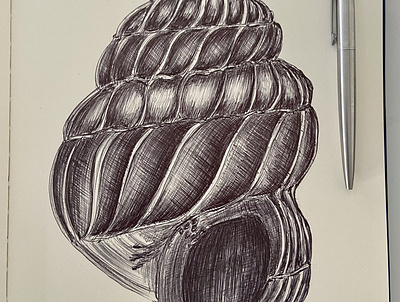 Ballpen Shell 🐚 ballpen design drawing illustration sea shell sketch