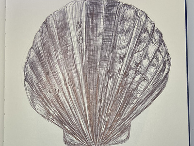 Ballpen Shell 🐚 ballpen design drawing illustration shell sketch