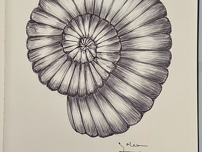 Ballpen Shell 🐚 ballpen design drawing illustration shell sketch