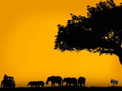 Elephants walking in the sunset