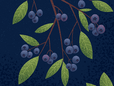 Blueberry bush illustration blueberry illustration foliage illustration fruit illustration notebook design pocket notebook