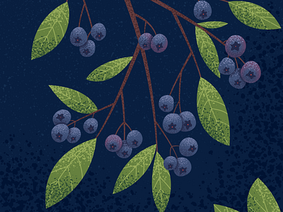 Blueberry bush illustration