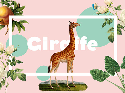 Giraffe animals animation art direction branding collage colorful flowers fun graphic plants typography