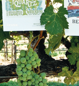 Vineyard label ad green photo vineyards wine labels