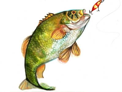 fish watercolor branding illustration watercolor