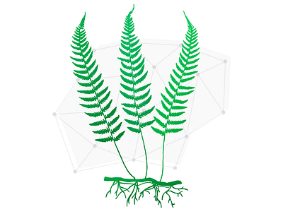 Rhizome branding fern illustration illustrator vector