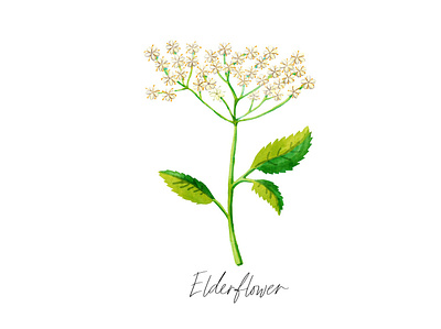 Elderflower digital painting elderflower floral flower illustration plant