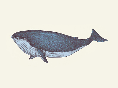 Vintage Whale Illustration | Hand Drawn Graphics