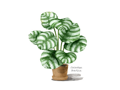 Printable Plant Illustration | Watercolor Drawing
