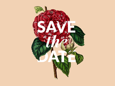 Save the Date🌹 celebration indian invite teaser visual weddings