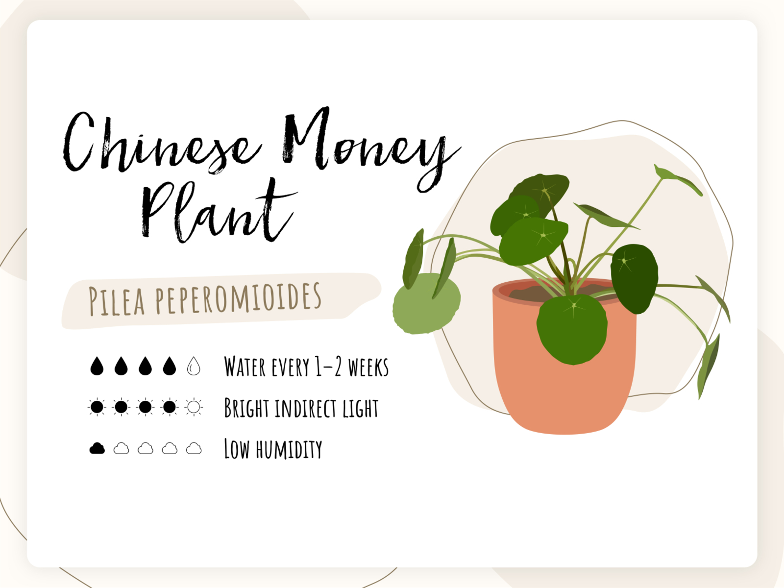 Money plant in house Black and White Stock Photos & Images - Alamy