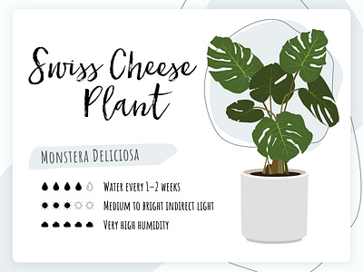 Plant Care Card - Swiss Cheese Plant boho calligraphy cozy home houseplant illustrator lettering plant script sketch