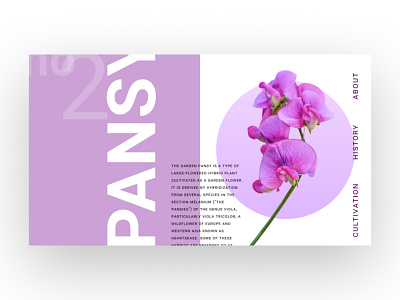 Pansy design minimal typography ui ux web website
