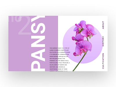 Pansy