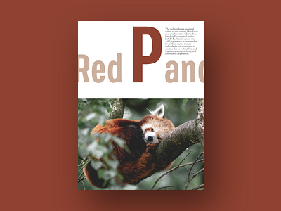 Red Panda app typography ux