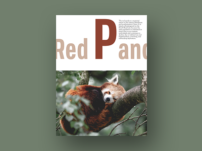 Red Panda :D
