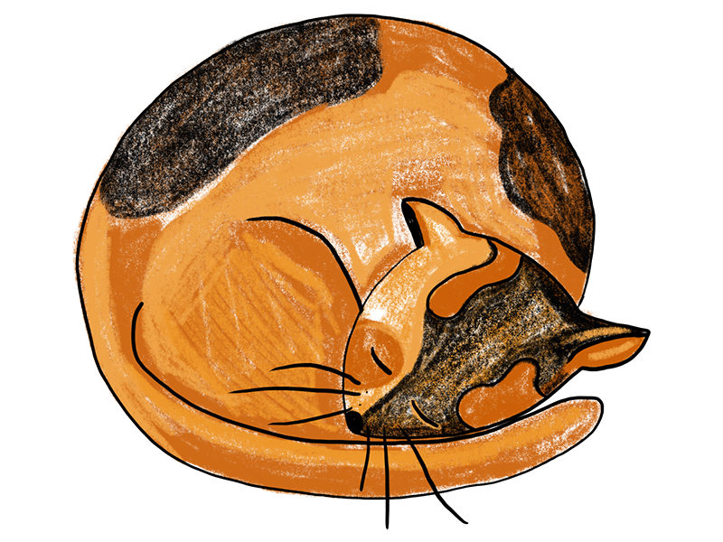 Sleeping Cat Procreate sleeping cat creative market creative market ipad pencil apple pencil brush brushes procreate procreate brushes